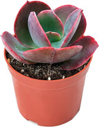 Sprout N Green Echeveria Big Red, Live Succulent Plant Fully Rooted in 4" Pots with Soil Mix, Real Houseplant for Indoor Outdoor Home Office Wedding Decoration Party Favor