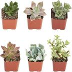 Shop Succulents | Unique Collection of Live Succulent Plants, Hand Selected Variety Pack of Mini Succulents | Collection of 12 (Pack of 2)