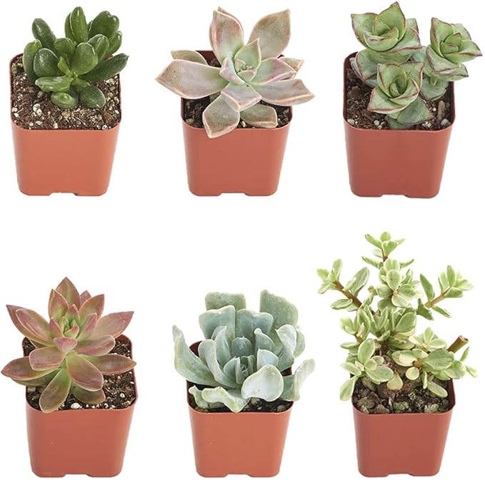 Shop Succulents | Unique Collection of Live Succulent Plants, Hand Selected Variety Pack of Mini Succulents | Collection of 12 (Pack of 2)