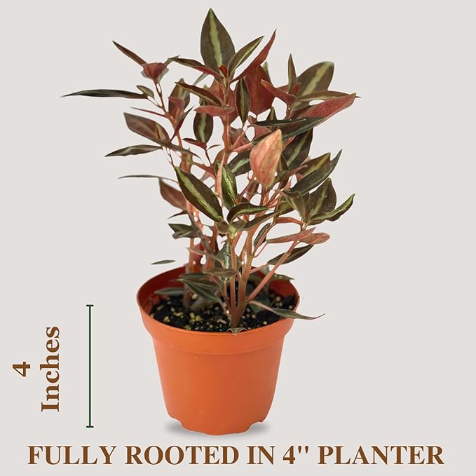 Live Plant Peperomia Metallica 4" - Easy to Care and Grow Air Purifying Indoor House Plants - Repii Tiny Mini Pixie Plants - Flowers for Home Office Room Decor & Gift (Heat Pack Included)