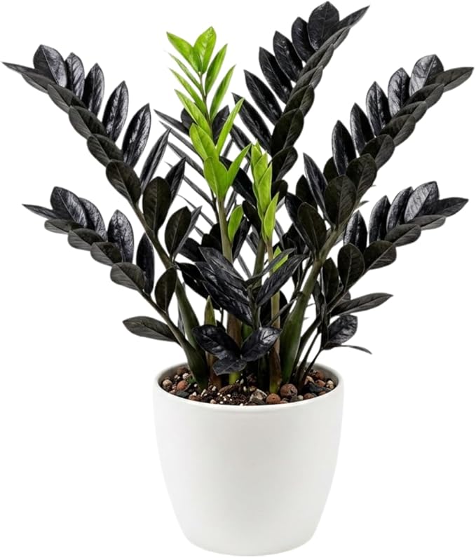 Black ZZ Plant Live, Rare Tropical ZZ Houseplant in 3'' Pot, ZZ Plant for Living Room, Office