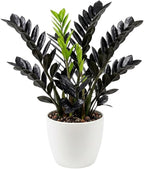 Black ZZ Plant Live, Rare Tropical ZZ Houseplant in 3'' Pot, ZZ Plant for Living Room, Office