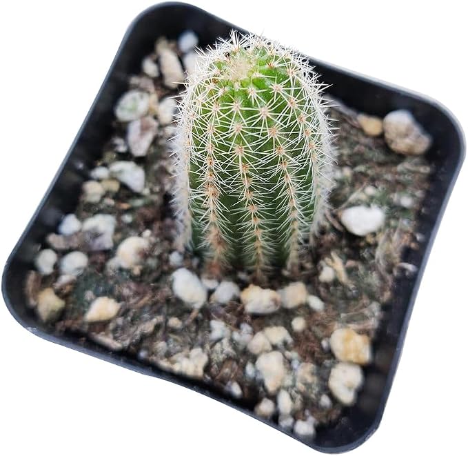 Live Cactus Plants, Fully Rooted 2-inch Cactus Succulent Plants, Rare Varieties for Gift or Home Decoration (Peanut Cactus Echinopsis)
