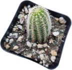Live Cactus Plants, Fully Rooted 2-inch Cactus Succulent Plants, Rare Varieties for Gift or Home Decoration (Peanut Cactus Echinopsis)