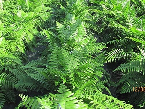 Tropical Plants of Florida Macho Fern Hanging Basket 12 Inch Live Fern Plant, 28 to 32 Inch Spread, Large Lush Outdoor Indoor Shade Plant for Porch Patio