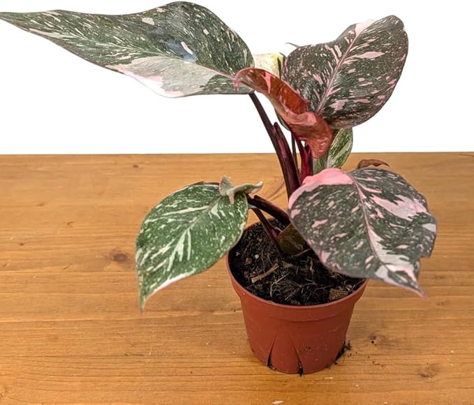 Variegated Philodendron Live Plant, Rare Indoor Houseplant Live Well Rooted 5-7 Inches, Container Growing, Home Office Decor (Pink Philodendron)