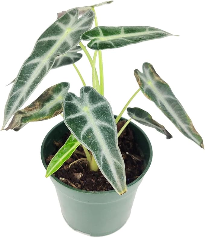 Alocasia Bambino (4'' Grower Pot) - Low Light and Healthy Houseplant - Easy to Care Indoor Houseplant