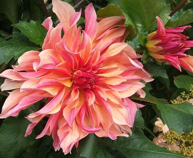 100+ Rare Mix Color Dahlia Pompon Flower Seeds Heirloom Variabilis Beautiful Annual for Planting Outdoor Gardens Yards