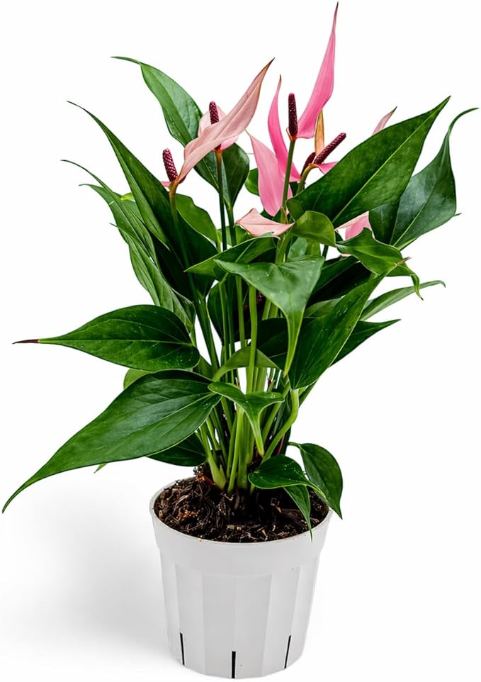 Anthurium Pink Lilli Live Plant, Flowering Indoor Plant, Pink Anthurium Lily Plant, Tropical House Plant Live, Indoor Plants Live Houseplants, Live Plant for Home Decor