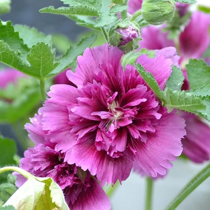 50pcs Hollyhock Queeny Purple Flowers Seeds Heirloom Flower Perennial