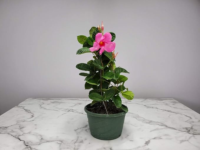 Pink Mandevilla Plant Live Hanging Basket - 12" Basket - Overall Size 14" Wide by 18" Tall - Tropical Plants of Florida (Plant Only)