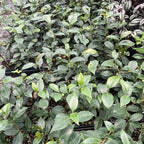 9 Months Old Camellia Tree Live Plant, Camellias Plants Shrub, Large Flower Well-Rooted in Pot, Indoor Outdoor, Cold Hardy (Tri Color)