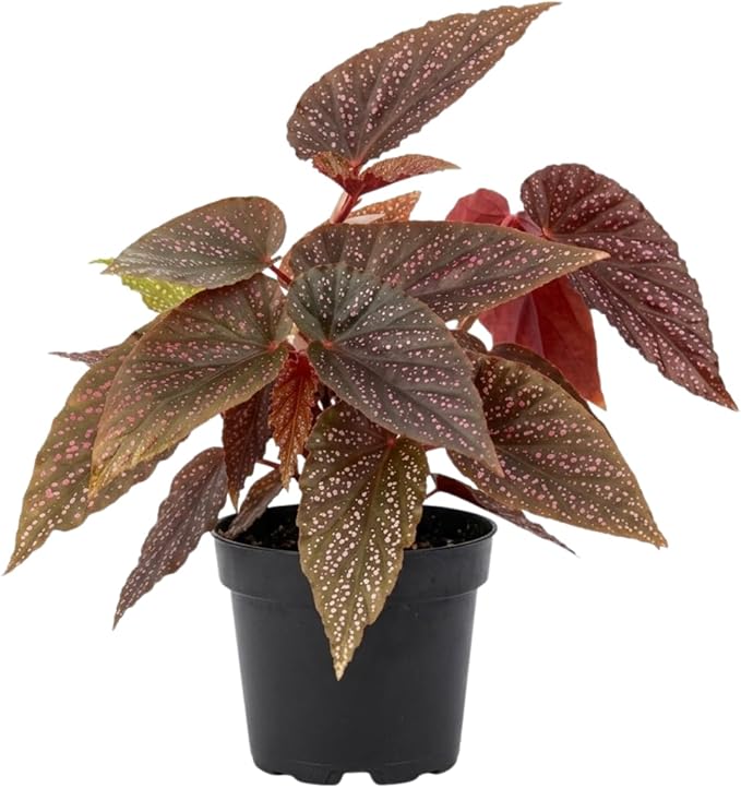 Trailing Begonia Plant Live, Rare Begonias Live Plant, 4-8 Inc Starter Indoor Outdoor Houseplant (Pink Leaf with White Spots Begonia)