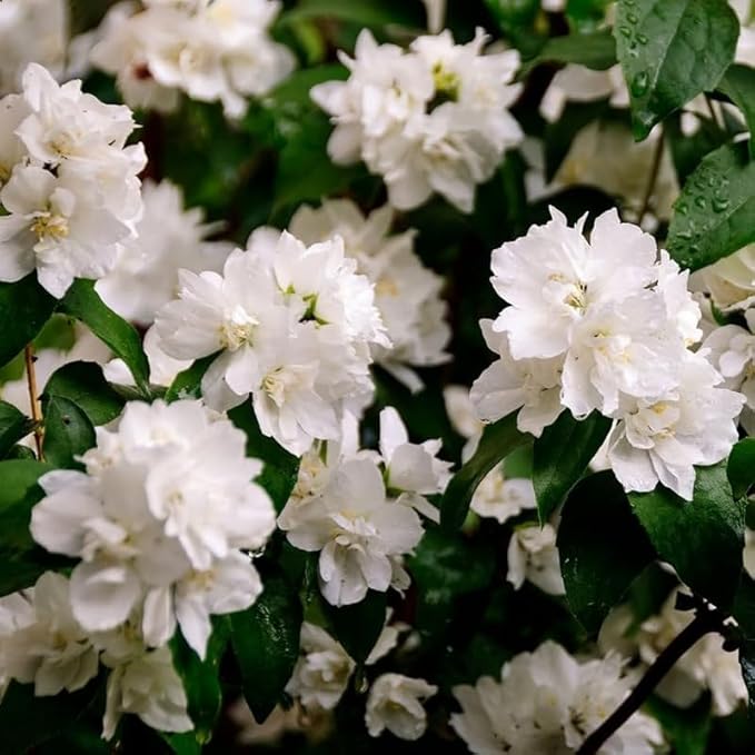 2 Minnesota Snowflake Mock Orange Shrubs - 10-16" Tall Live Plants - Fragrant White Landscape Mockorange Bushes - Philadelphus x virginalis 'Minnesota Snowflake' - (2 Pack)
