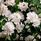 2 Minnesota Snowflake Mock Orange Shrubs - 10-16" Tall Live Plants - Fragrant White Landscape Mockorange Bushes - Philadelphus x virginalis 'Minnesota Snowflake' - (2 Pack)