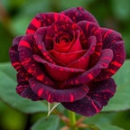 300+ Mixed Rare Rose Seeds for Planting Flower Bush Perennial Shrub Hybrid Rose Non-GMO Heirloom Flower Garden Home