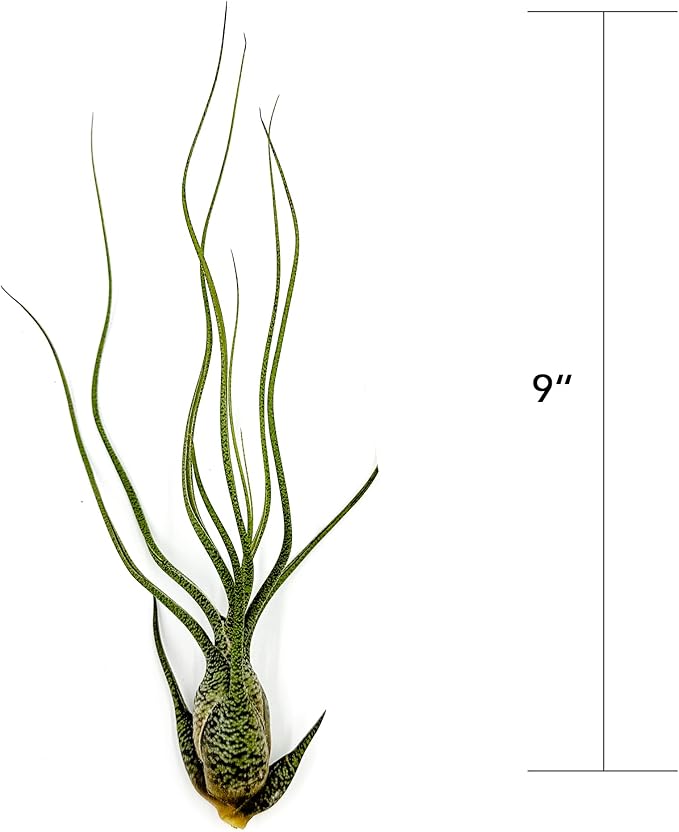 ragnaroc Live Air Plants - Tillandsia Butzii, Jumbo 7-9" - 5ct - Live Arrival Guaranteed - House Plants for Home Decor & Gift