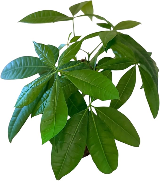 Money Tree Live Plant | 14-22 Inches Tall Bonsai | Easy to Grow Indoor Houseplant | Home, Office, or Room Decor | Birthday, Housewarming Gift (White)