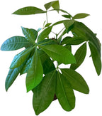 Money Tree Live Plant | 14-22 Inches Tall Bonsai | Easy to Grow Indoor Houseplant | Home, Office, or Room Decor | Birthday, Housewarming Gift (White)