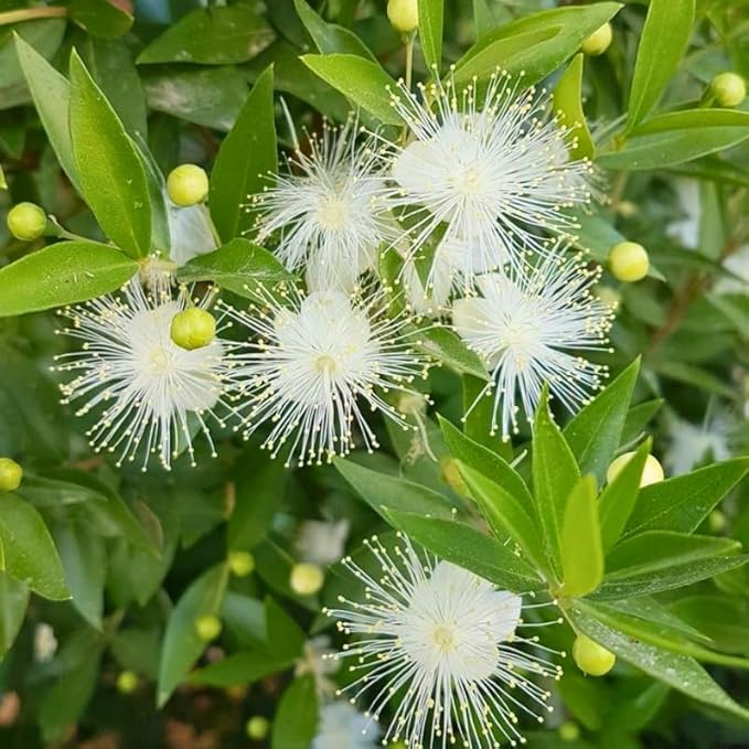 2 Button Bush Live Shrubs in 4 Inch Pot Plant, Native Buttonbush 12-18 Inch Tall, Flowering Shrubs for Rain Gardens, Pond Edges & Outdoor Landscaping