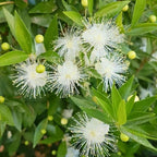 2 Button Bush Live Shrubs in 4 Inch Pot Plant, Native Buttonbush 12-18 Inch Tall, Flowering Shrubs for Rain Gardens, Pond Edges & Outdoor Landscaping