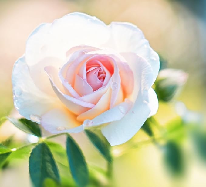 100PCS Dark Rose Mixed Color Rose Seeds Rare Garden Flower Seeds Heirloom