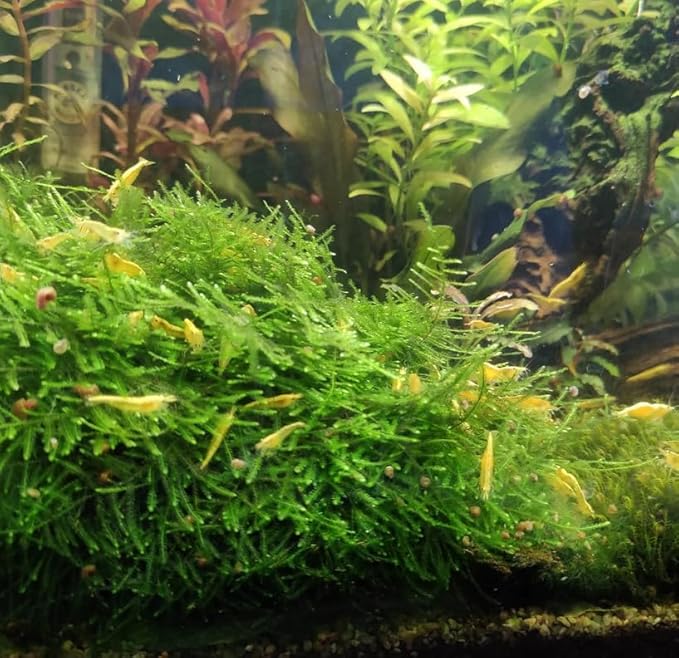Java Moss Freshwater Live Aquarium Plants on Pad Easy Aquascaping for Fish Tank Decoration