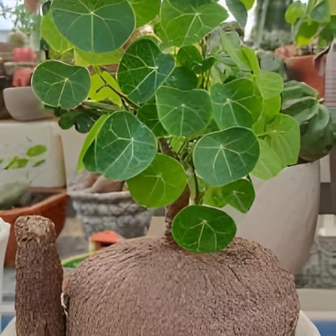 Stephania Erecta Bulb Style Plant in 2.5 – 3" Inch Pot | Stephania Cephalantha Live Caudex | Easy Indoor Growing | Decorative Addition to Home & Office | Ideal for Unique Plant Gifts