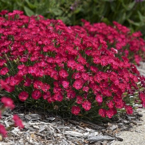 RedCrocus Dianthus 'Paint The Town Red'- Sweet William, Fragrant Border Flower, Pollinator Attractor, Easy Care, Container Plant, Pet Safe, Summer Blooms 1 Quart (Pack of 2)