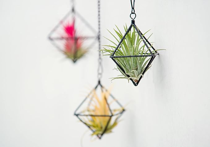 Small Air Plants Holders Black Hanging Airplants Hangers Iron Wire Airferns Display Frame Geometric Tillandsia Air Planter with Chains for Wall Mounted Himmeli Decor 6pcs(No Plants)