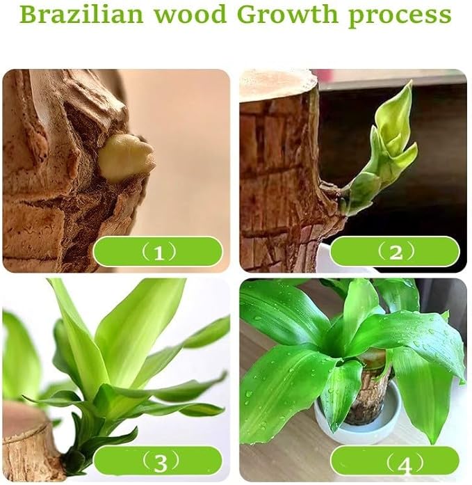 Brazilian Wood Plant,Mini Brazil Lucky Wood,Swelling Stage,Nearing Germination Lucky Tree,Budding Takes just 7-15 Days,Brazilian Tree Perfect for Home,Office Desktop Decoration (with Panda Statue)