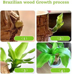 Brazilian Wood Plant,Mini Brazil Lucky Wood,Swelling Stage,Nearing Germination Lucky Tree,Budding Takes just 7-15 Days,Brazilian Tree Perfect for Home,Office Desktop Decoration (Without Panda Statue)