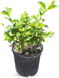 Live Jade Sambac Plant in 6" Pot - Rare Fragrant Jasmine Variety, Easy Care Tropical Houseplant for Home Decor, Gardens, and Unique Gifts (Heat Pack Included)