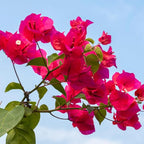 2 Bougainvillea Live Plants, Tropical Bougainvillea Flowering Vine, Fast Growing Outdoor and Container Plant, 4-8'' Tall (Vibrant Pink)