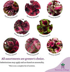 BubbleBlooms Harmony's Red Begonia Rex Series, Red and Green Holographic, 4 inch Grower's Choice Indoor House Plant