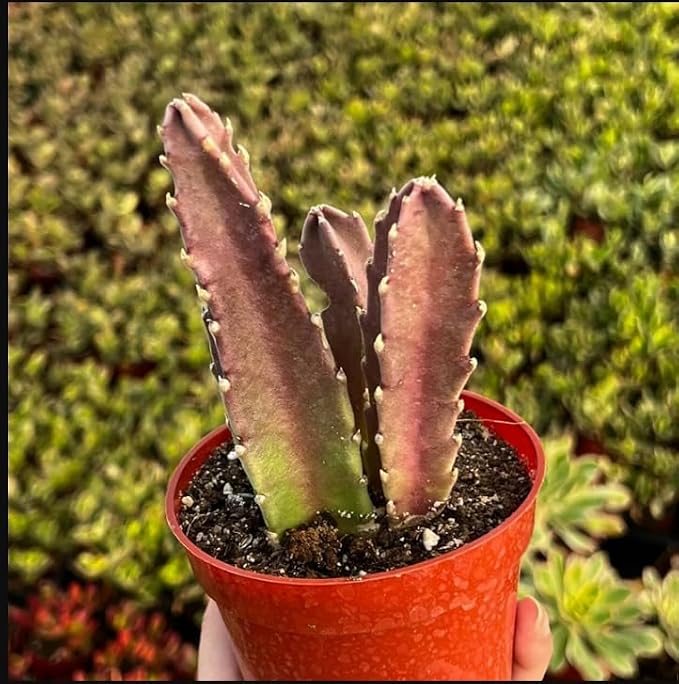 Sets 2 Rare Starfish Cactus Plant Live in 2" Pot, Small Cactus Succulent Well Rooted 4-8 Inch Tall, Ornamental Houseplant for Hanging Basket Trailing