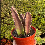 Sets 2 Rare Starfish Cactus Plant Live in 2" Pot, Small Cactus Succulent Well Rooted 4-8 Inch Tall, Ornamental Houseplant for Hanging Basket Trailing