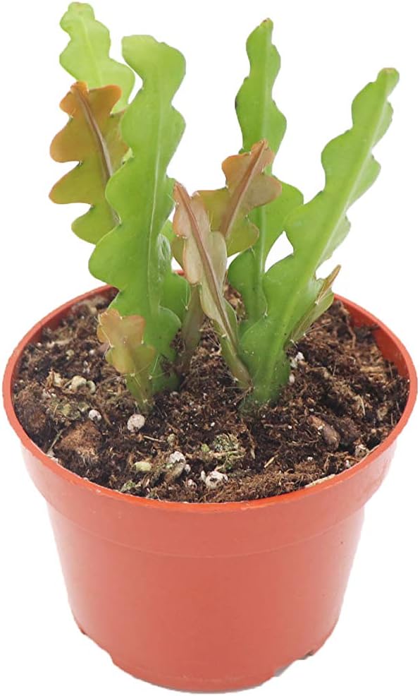 Fishbone Cactus 4" - from California Tropicals