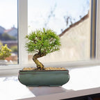 Set of 2 Green Glazed Ceramic Bonsai Pots, 9.8" & 7.4" Shallow Bonsai Pots Planters with Drainage for Indoor/Outdoor Plants, Rectangular Bonzie Tree Pot for Succulents, Cacti, Orchids, Herbs, Flowers