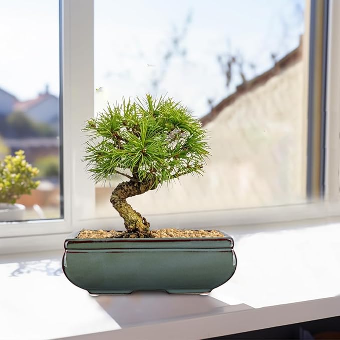 Set of 2 Green Glazed Ceramic Bonsai Pots, 9.8" & 7.4" Shallow Bonsai Pots Planters with Drainage for Indoor/Outdoor Plants, Rectangular Bonzie Tree Pot for Succulents, Cacti, Orchids, Herbs, Flowers