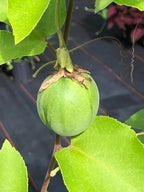 Lady Margaret Passiflora Live Plant | 5-9" Tall | Rare Raspberry Red Passion Flower Vine | Hardy Zone 8-11 | Fast-Growing Indoor/Outdoor Patio Climber | Exotic Hummingbird Attractor