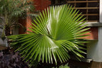 Seeds California Fan Palm Washingtonia Nicanora Rare Indoor Perennial Tree