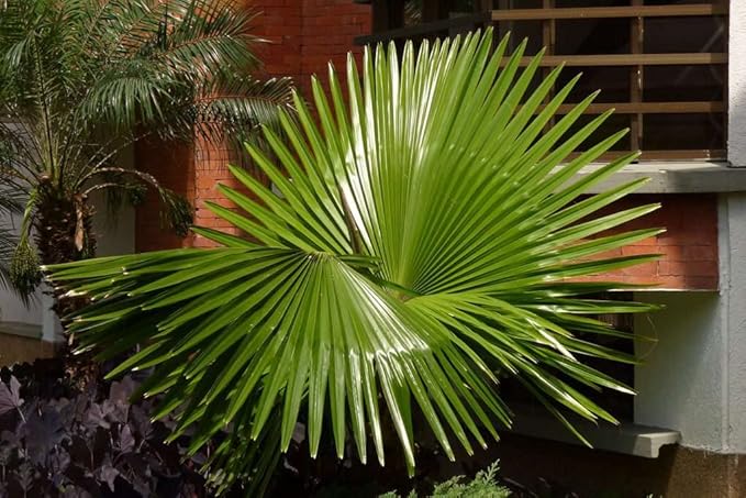 Seeds California Fan Palm Washingtonia Nicanora Rare Indoor Perennial Tree