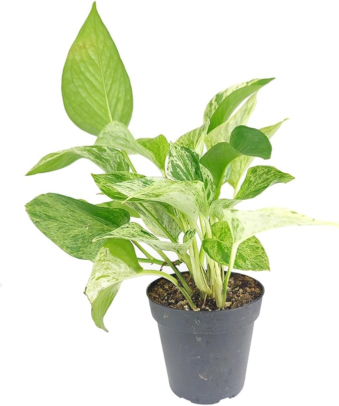 Pothos 'Marble Queen' (4 inch) - Air-Purifying Houseplants - 4/6 inch Unique Live Decorative Houseplants - Low-Maintenance Indoor Plants, House Warming Gift, Natural Air Purifier