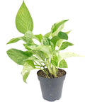 Pothos 'Marble Queen' (4 inch) - Air-Purifying Houseplants - 4/6 inch Unique Live Decorative Houseplants - Low-Maintenance Indoor Plants, House Warming Gift, Natural Air Purifier