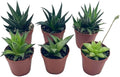 BubbleBlooms Haworthia Variety Assortment, 6 Different Haworthia Plants in 2 inch pots