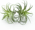 2PCS Artificial Flocking Tillandsia Air Plants Faux Succulents Bromeliads for Indoor/Outdoor Garden and Home Decor, Terrarium Decorations, Arrangements, Office, and Displays(Small)