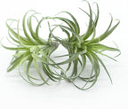 2PCS Artificial Flocking Tillandsia Air Plants Faux Succulents Bromeliads for Indoor/Outdoor Garden and Home Decor, Terrarium Decorations, Arrangements, Office, and Displays(Small)