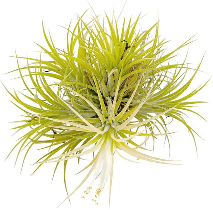 ragnaroc Air Plants - Tillandsia Ionantha Druid Ball, Jumbo 6-9" - 1ct - Live Arrival Guaranteed - House Plants for Home Decor & Gift
