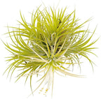 ragnaroc Air Plants - Tillandsia Ionantha Druid Ball, Jumbo 6-9" - 1ct - Live Arrival Guaranteed - House Plants for Home Decor & Gift